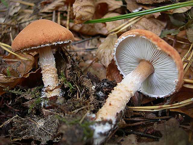 La  Foresta  di  Soltzmatt  (FRA)